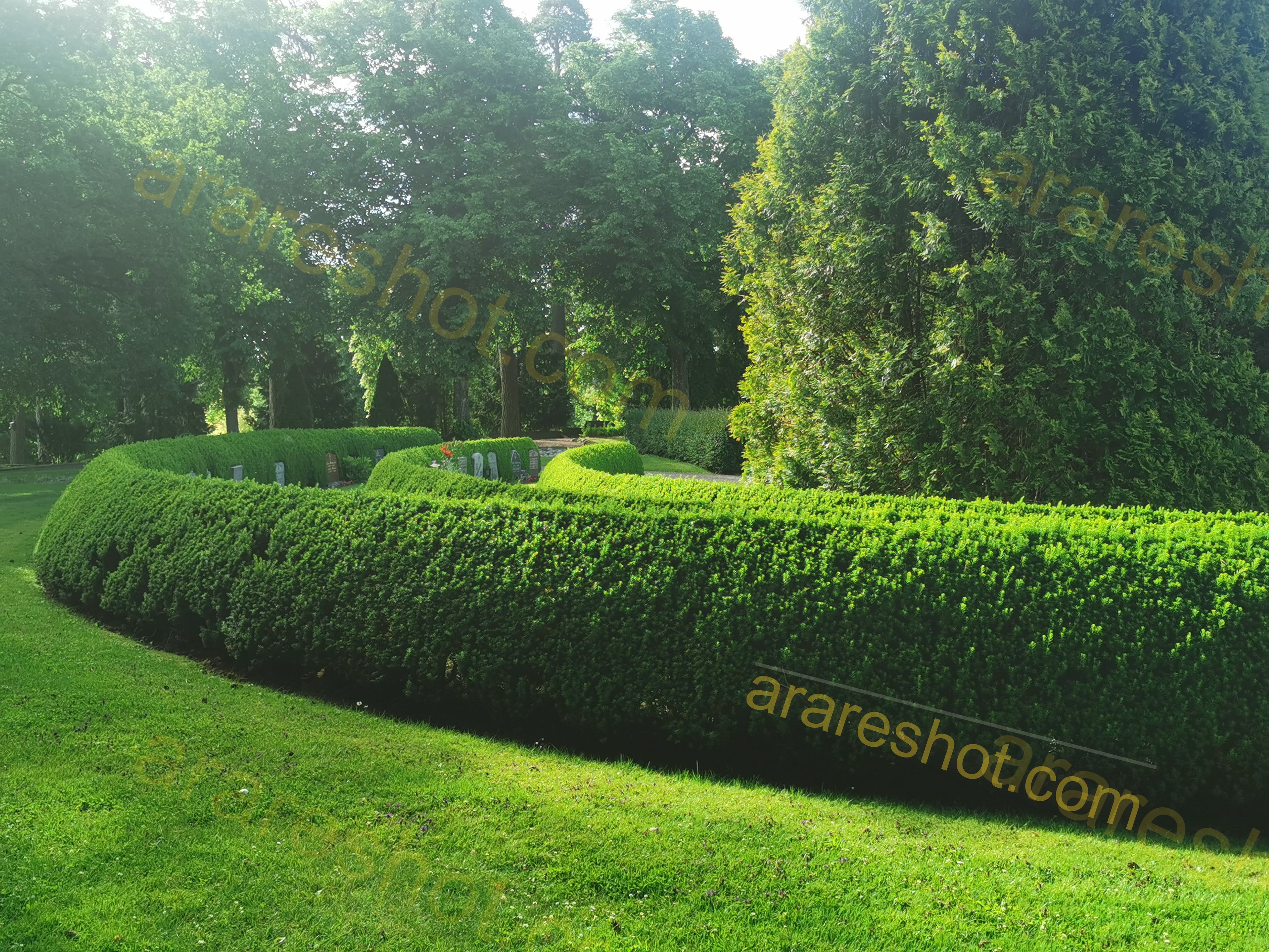 Green Garden Hedge with Trees and Lawn