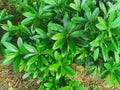 Green Plant with Glossy Leaves