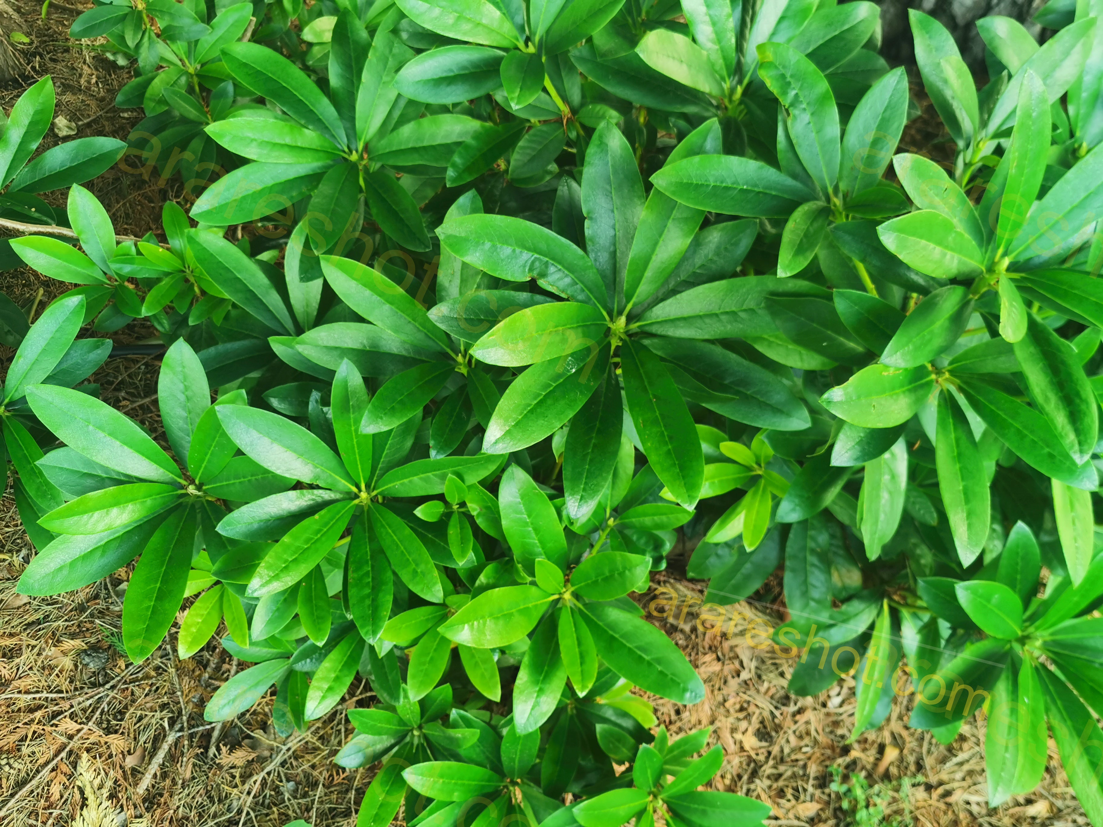 Green Plant with Glossy Leaves