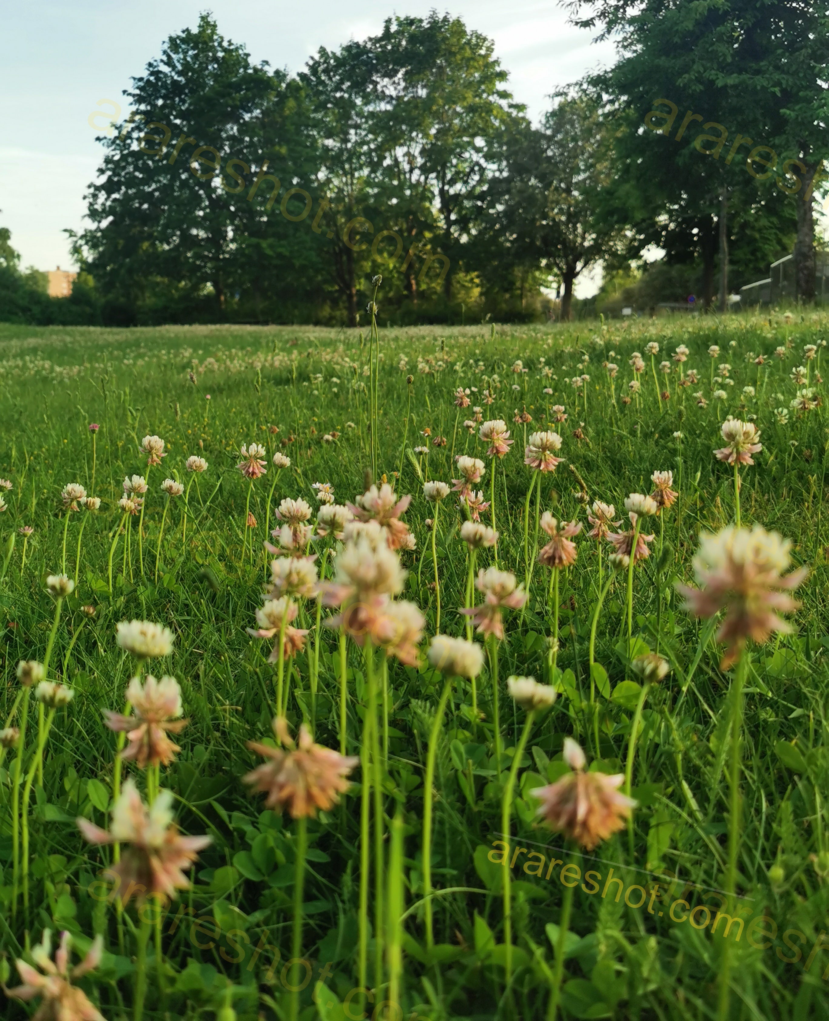 Field of White Clover Flowers with Trees in Background