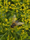 Bee on Yellow Flower Cluster