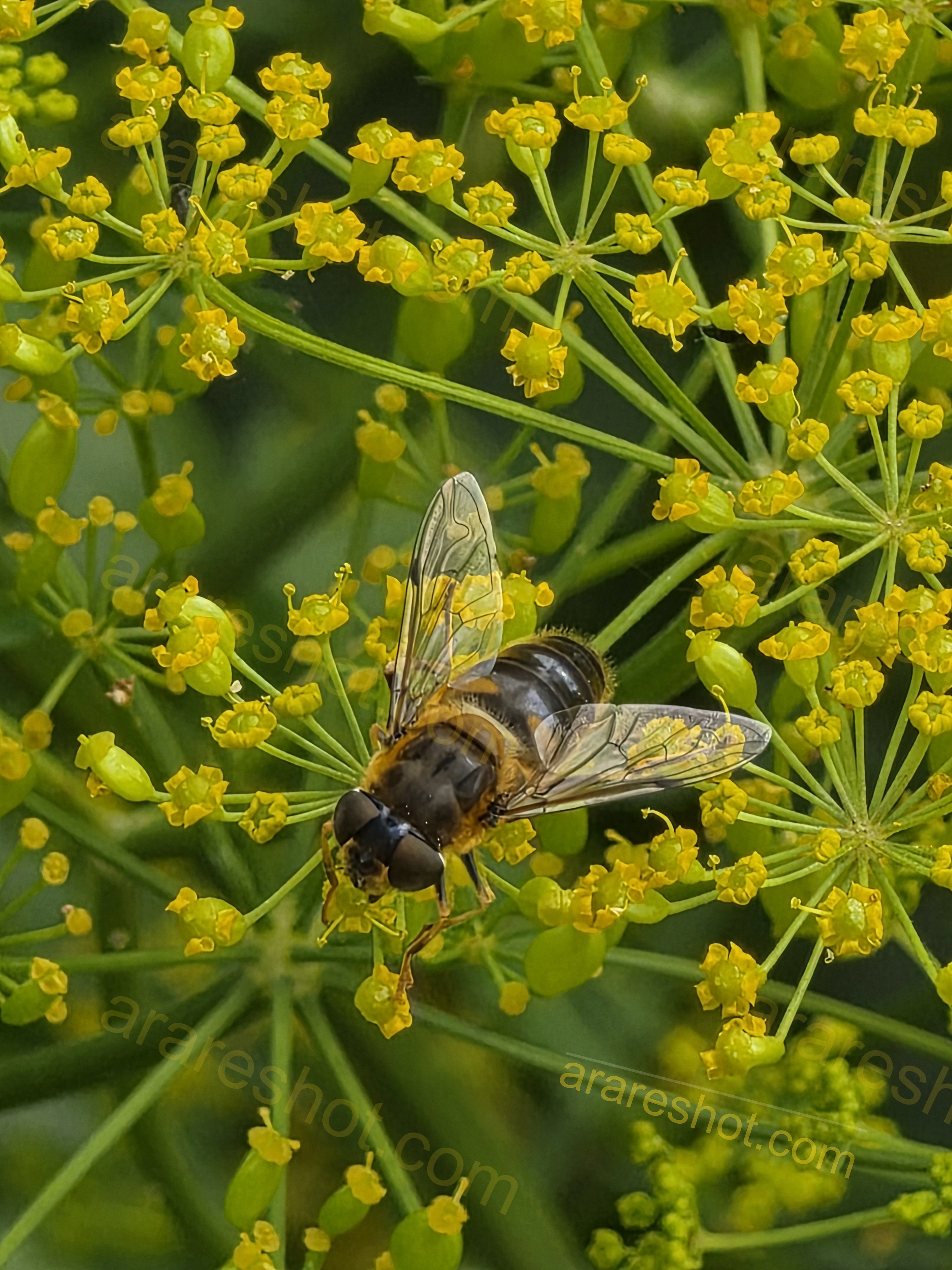 Bee on Yellow Flower Cluster