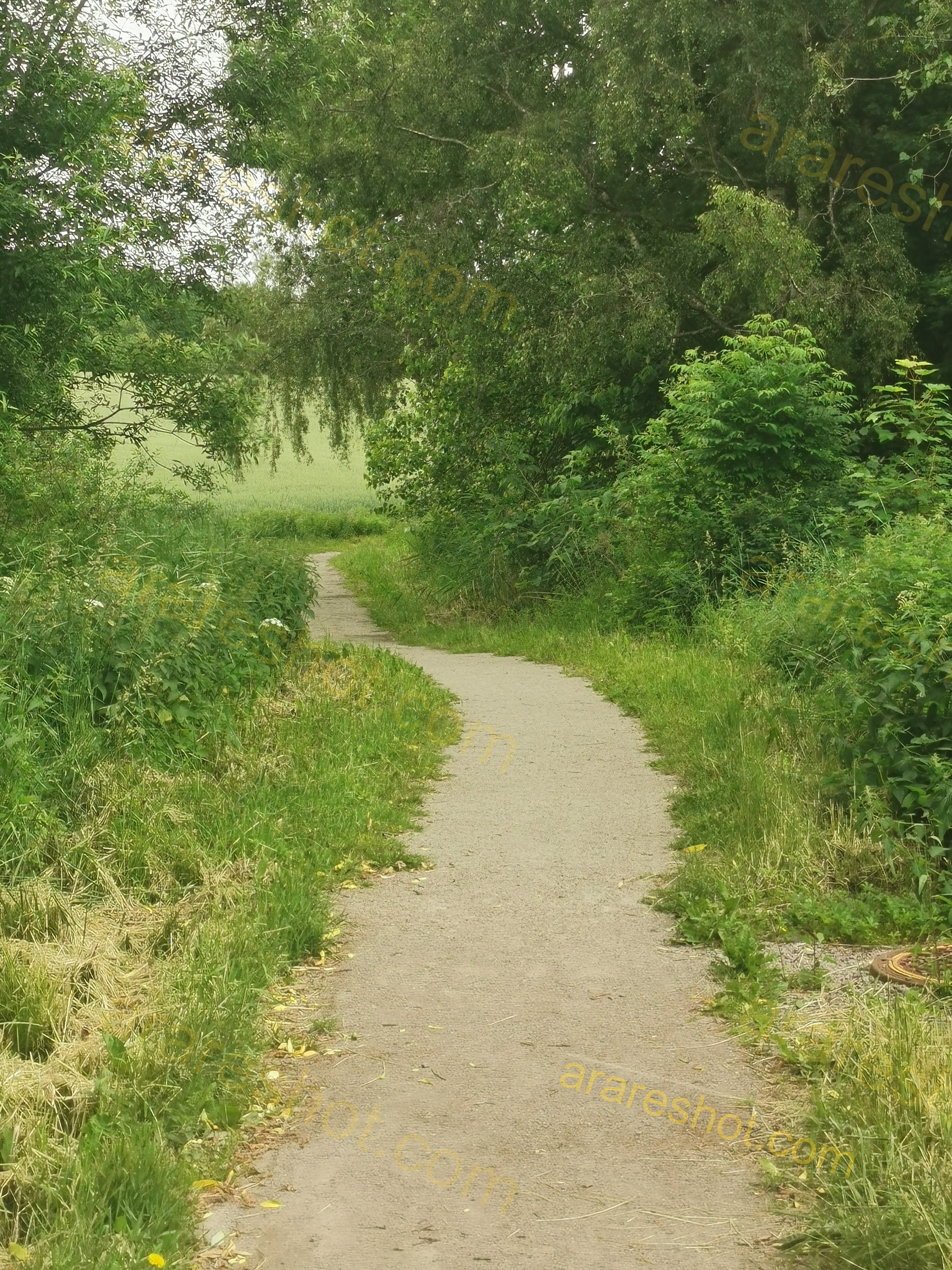 Curved Dirt Path with Grass and Trees