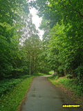 Empty Parking Lot with Green Trees under Cloudy Sky