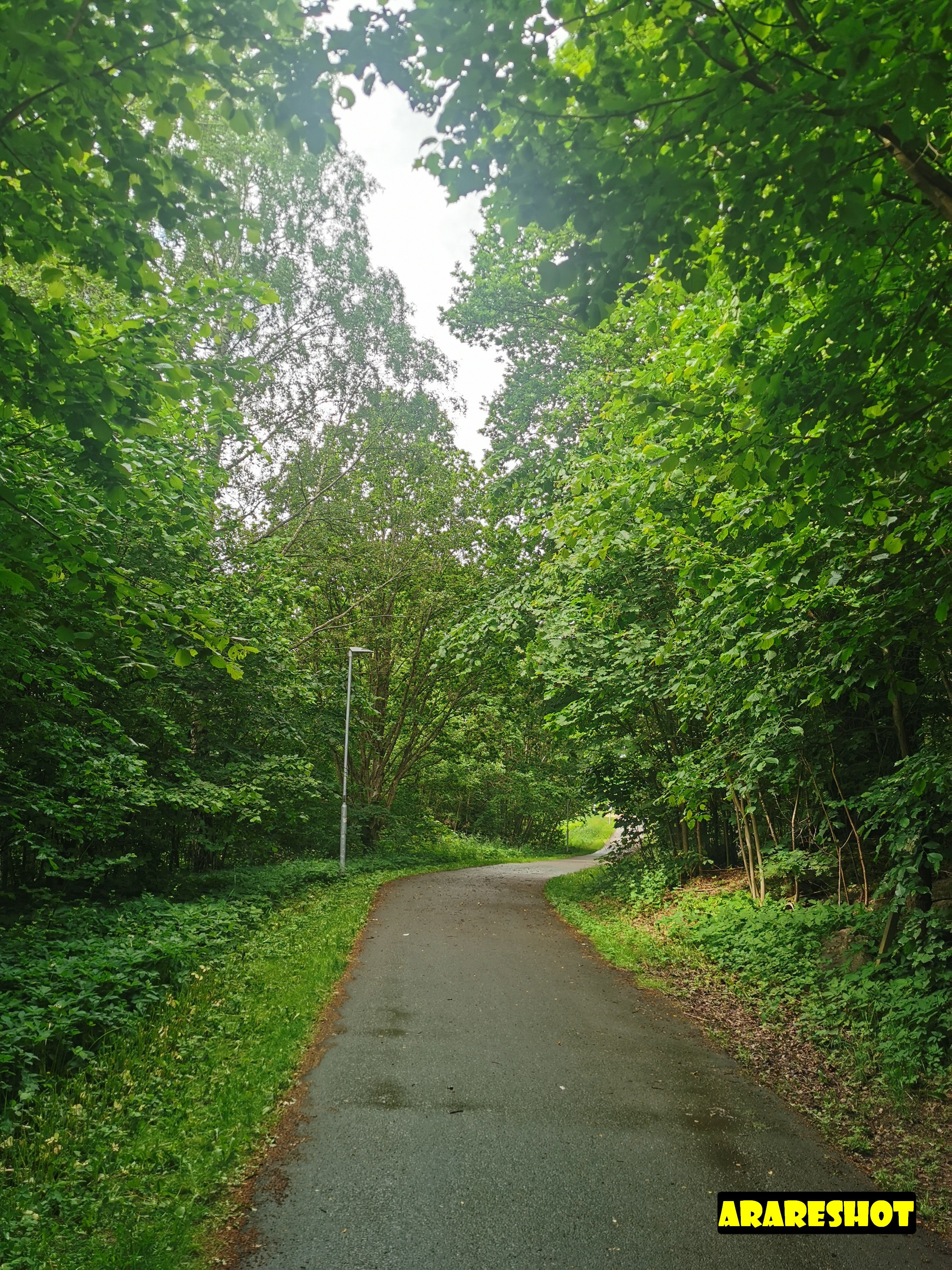 Empty Parking Lot with Green Trees under Cloudy Sky