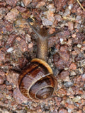 Brown Snail on Gravel Surface