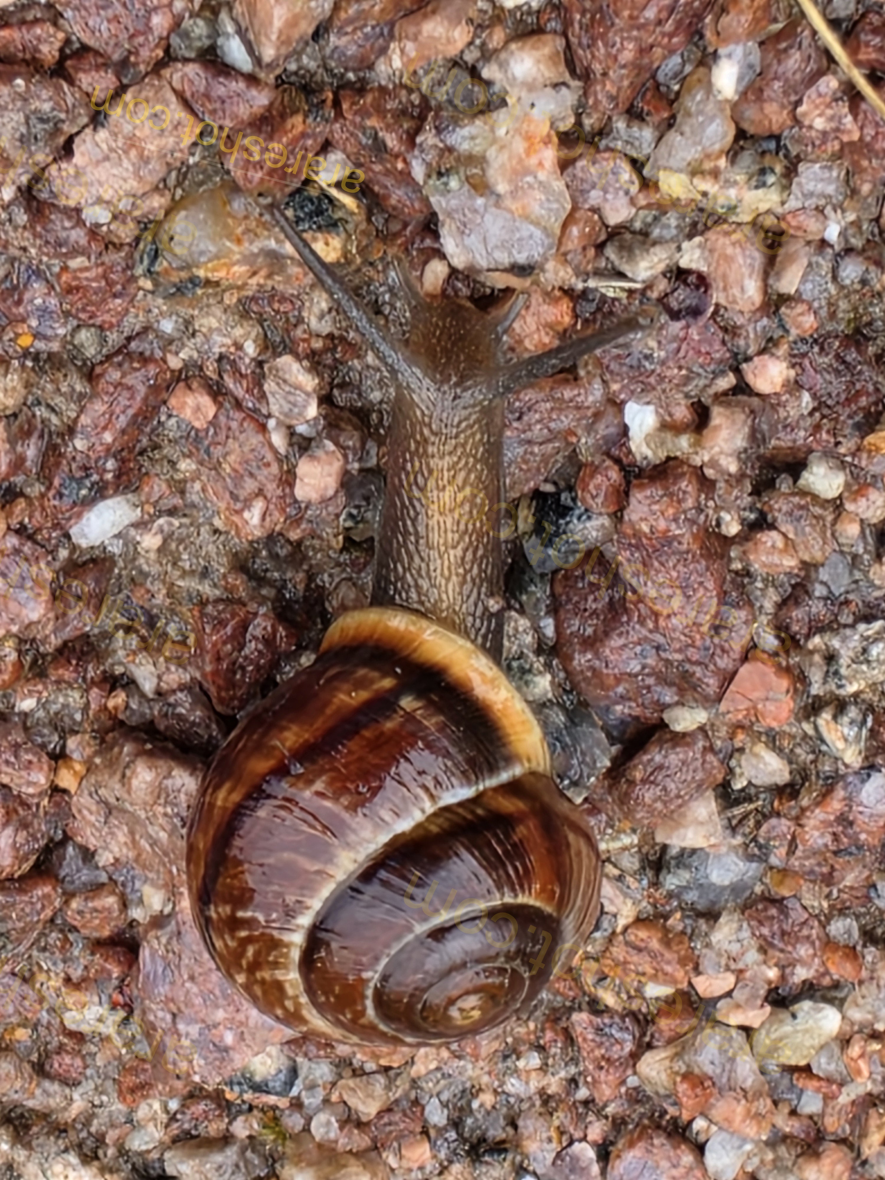 Brown Snail on Gravel Surface