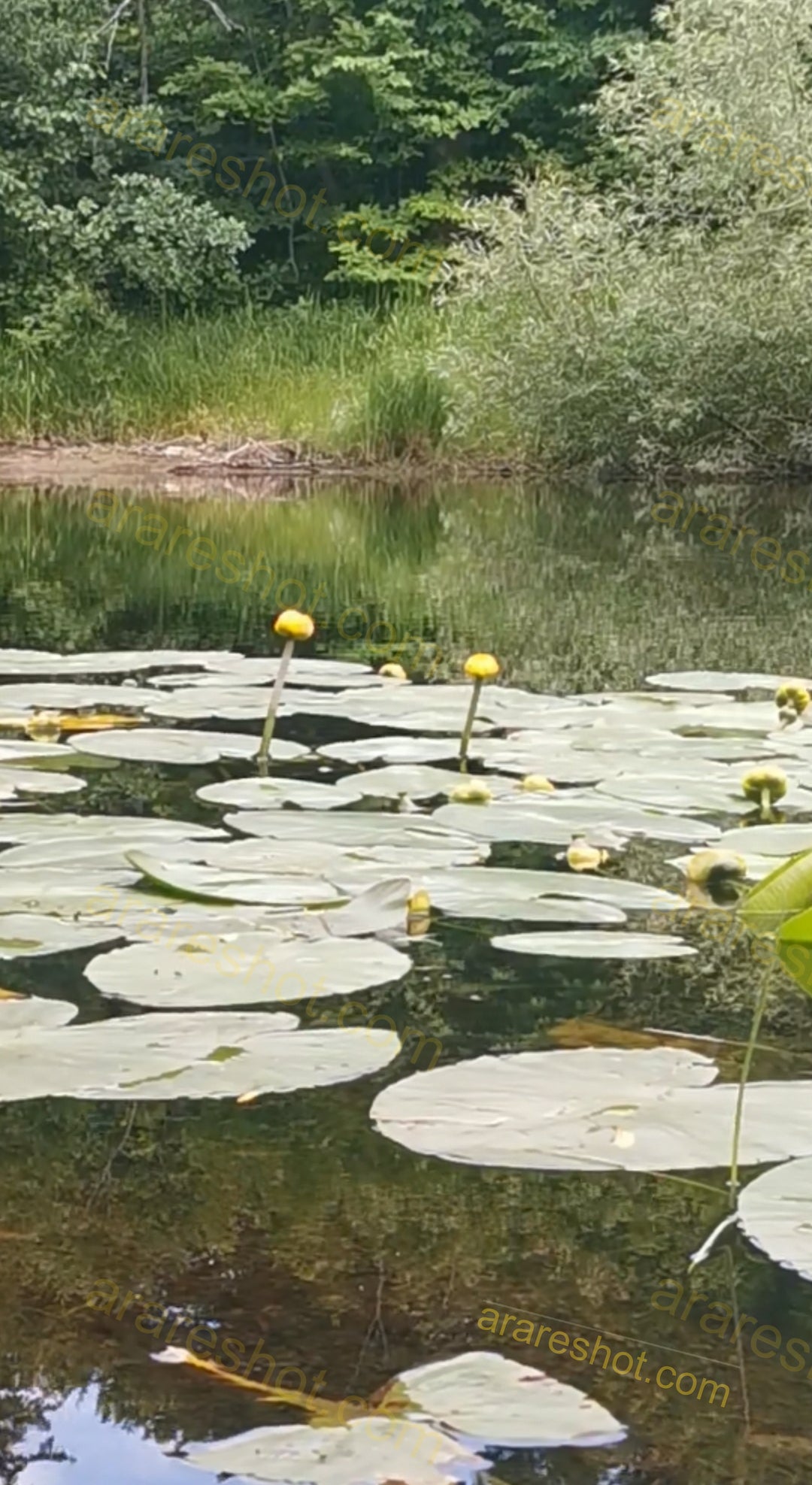 Pond with Lily Pads and Yellow Water Lilies