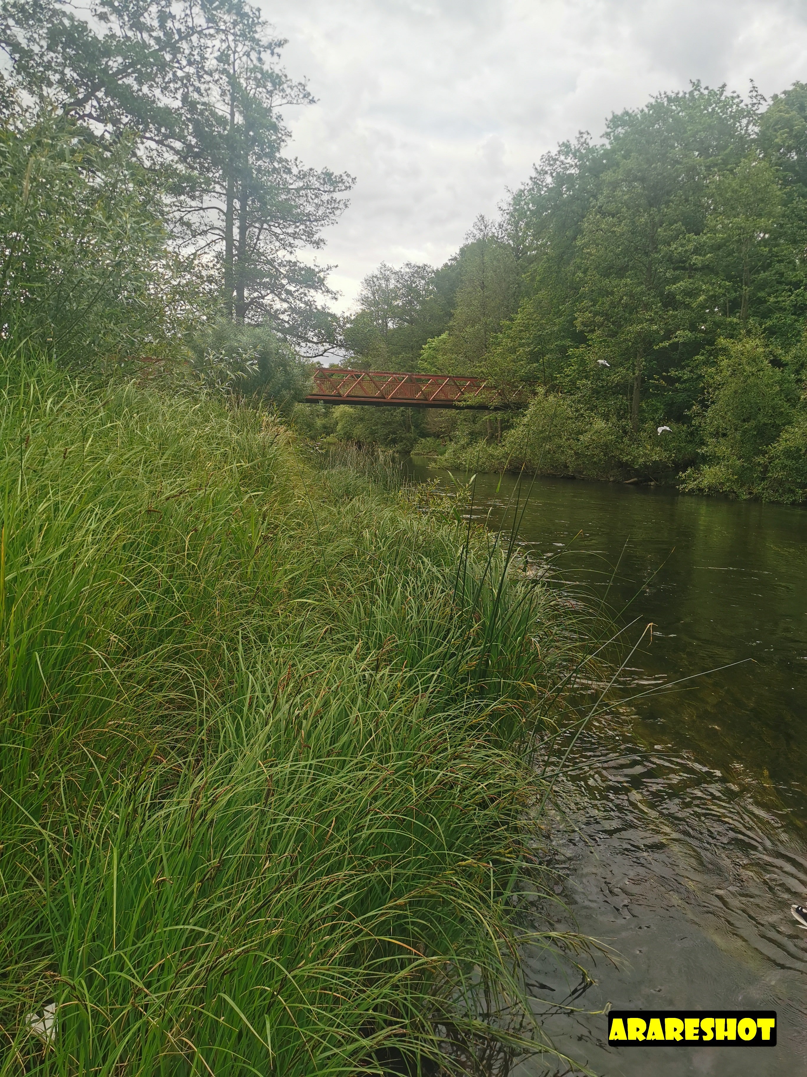 Serene Park Landscape with Mature Trees and Rustic Bridge