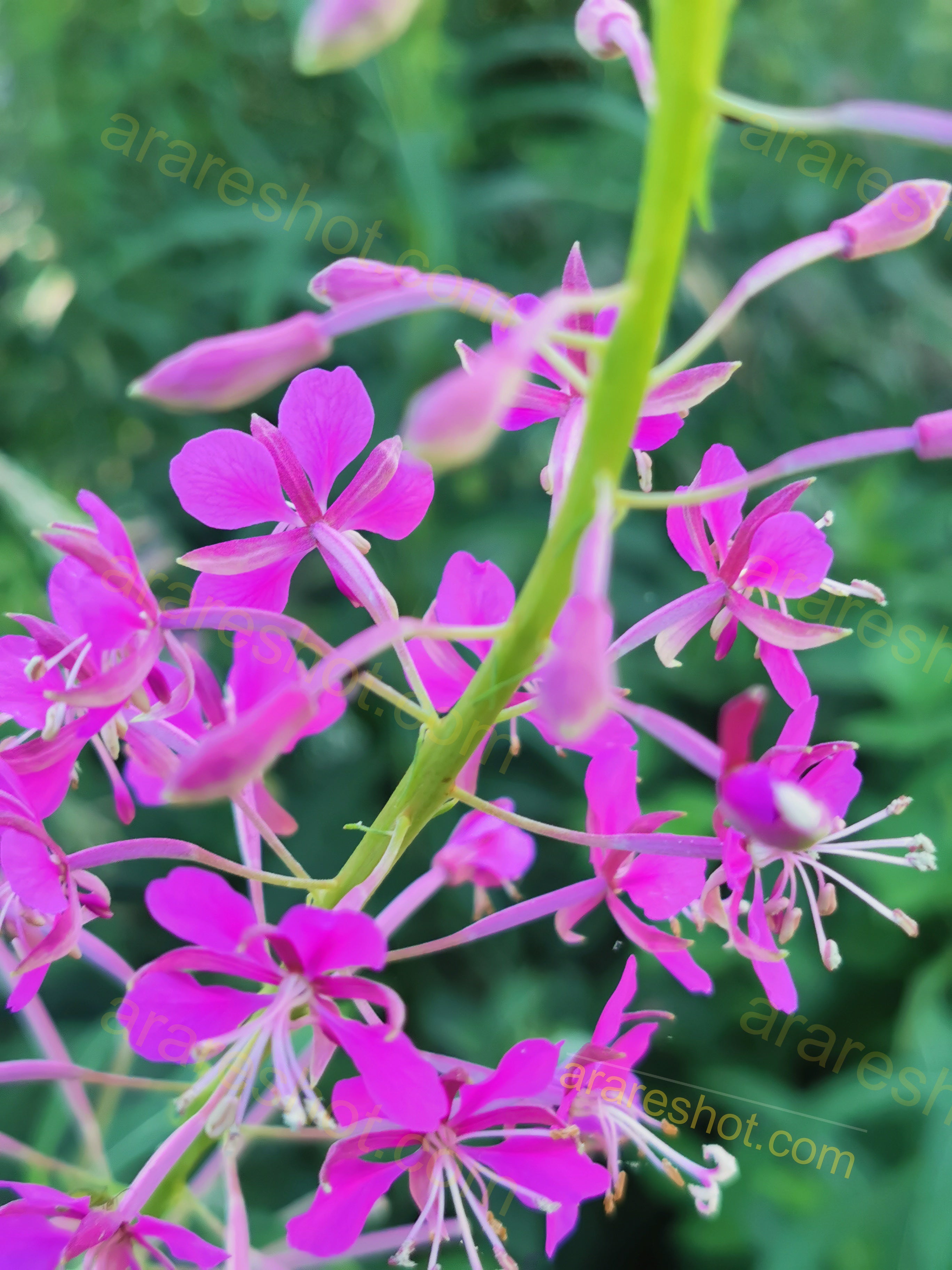 Cluster of Pink Flowers on Green Stem