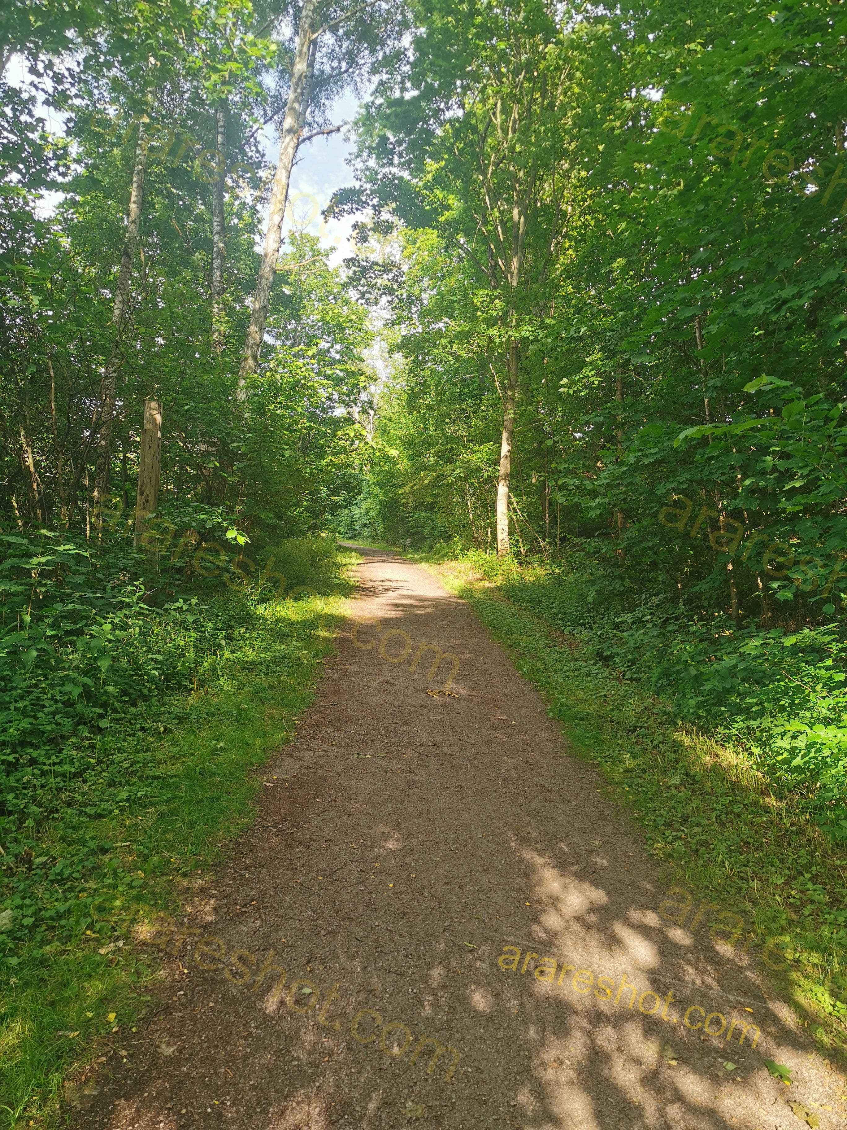 Serene Forest Trail Surrounded by Lush Greenery