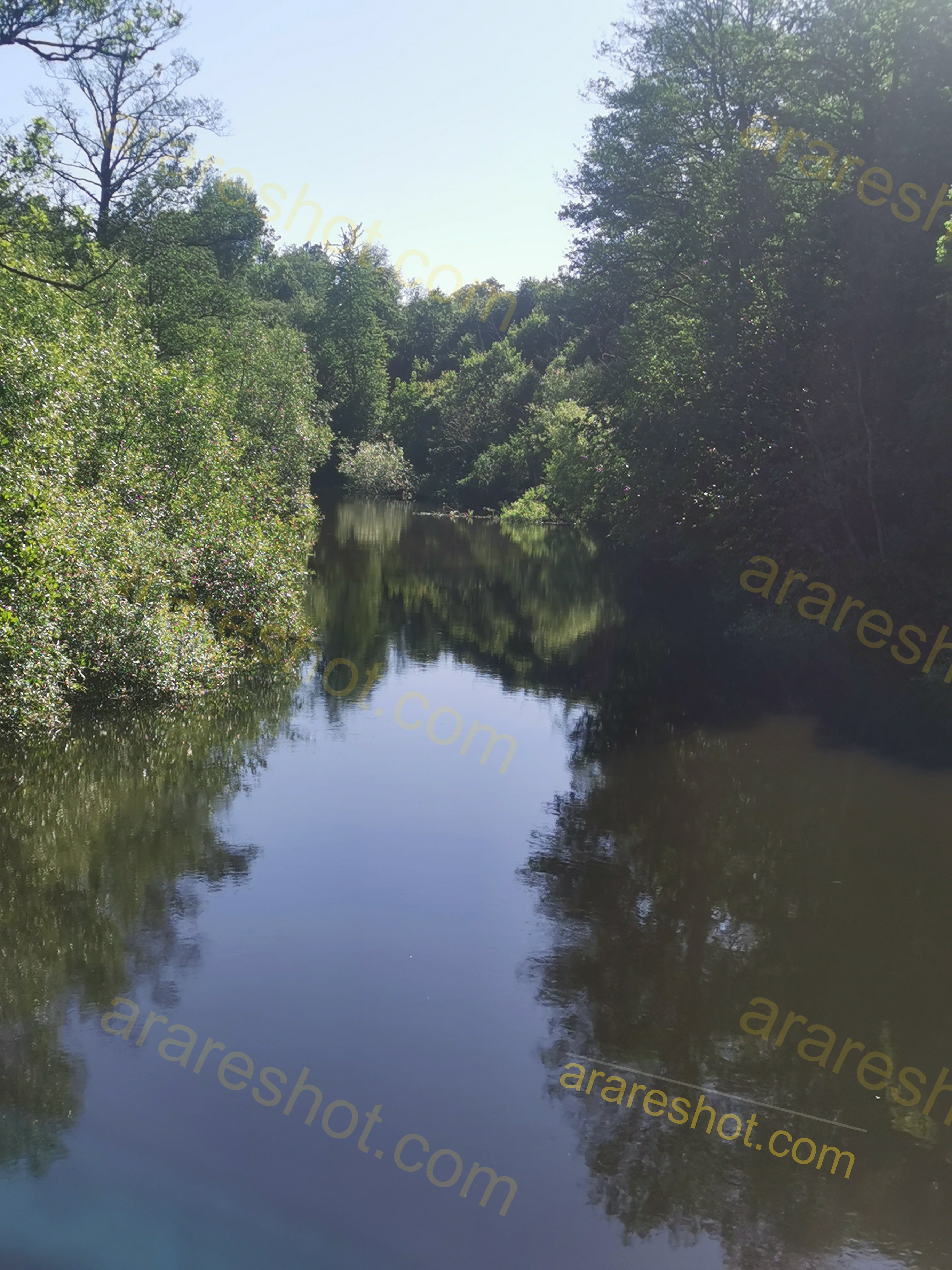 Serene River Surrounded by Lush Green Forest