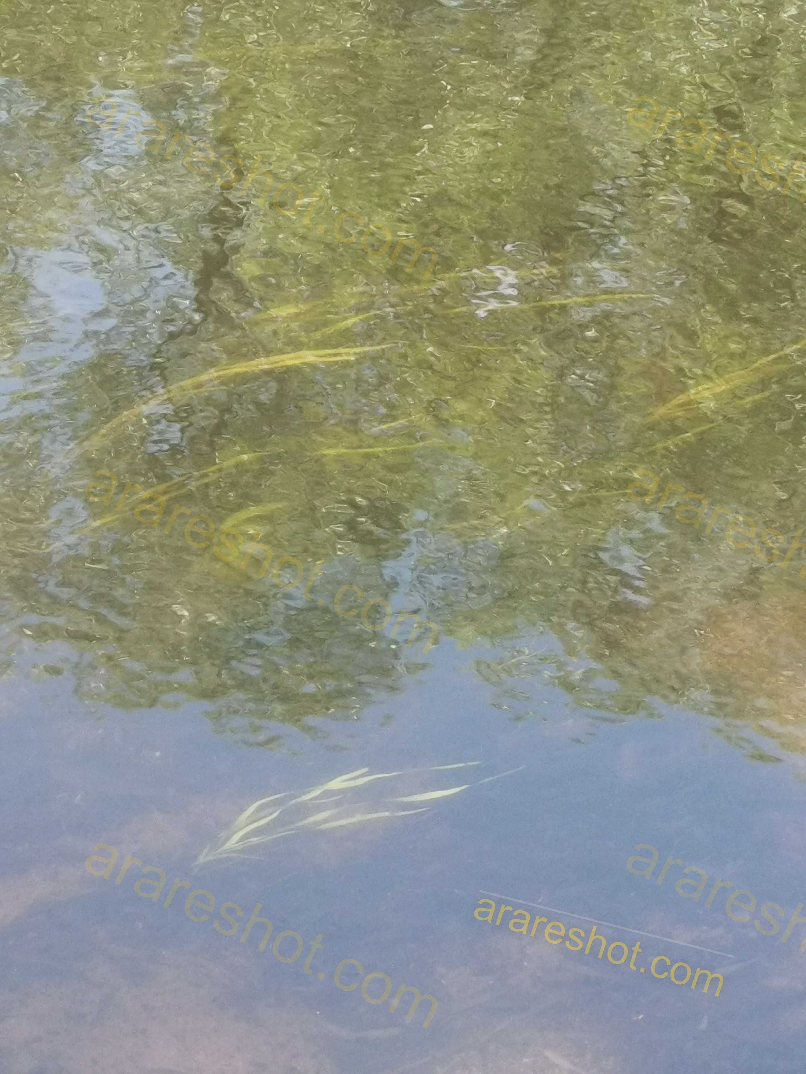 Underwater Aquatic Plants in Clear Water