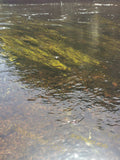 Underwater Riverbed with Aquatic Plants