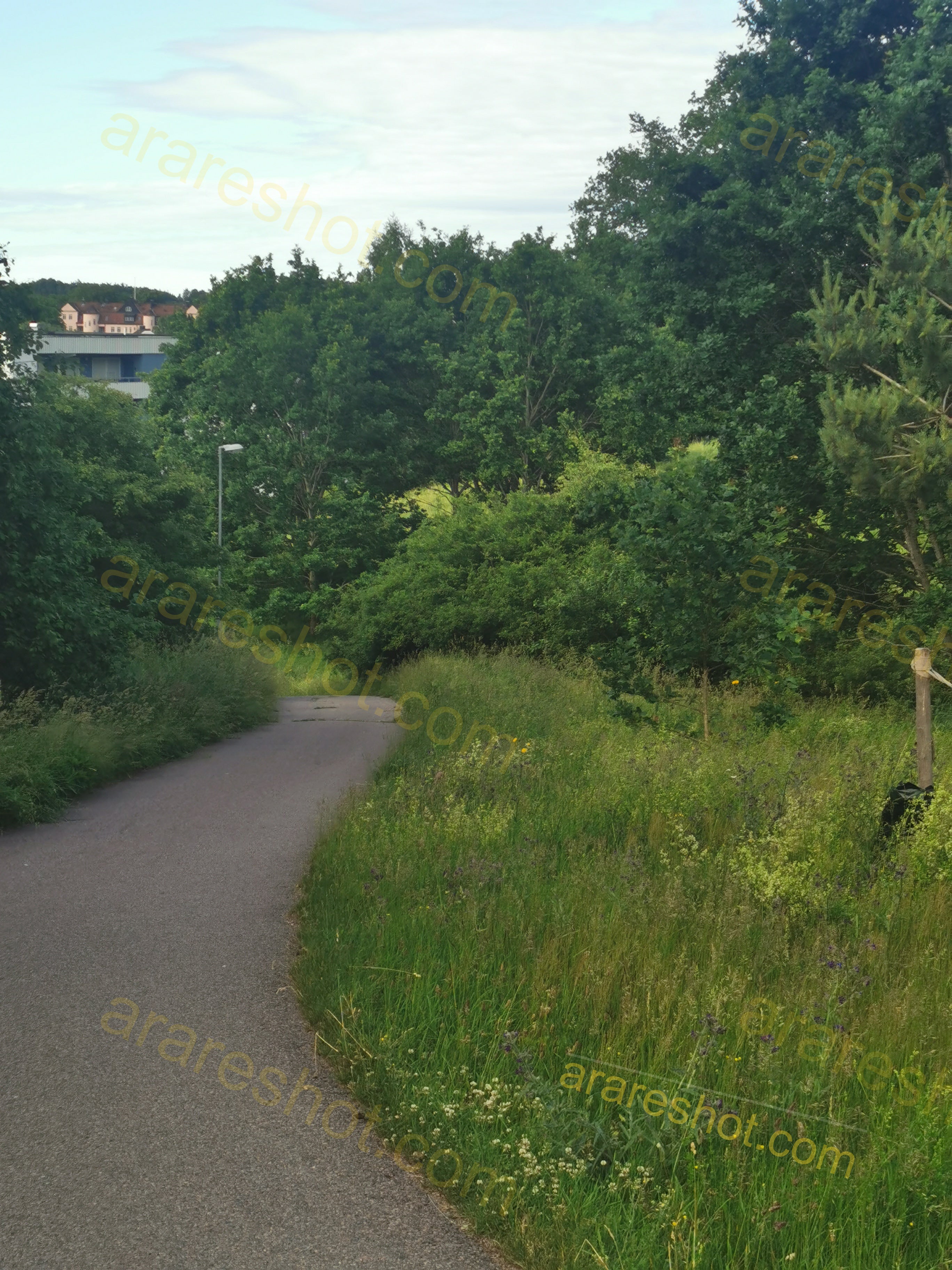 Serene Countryside Pathway Surrounded by Lush Greenery