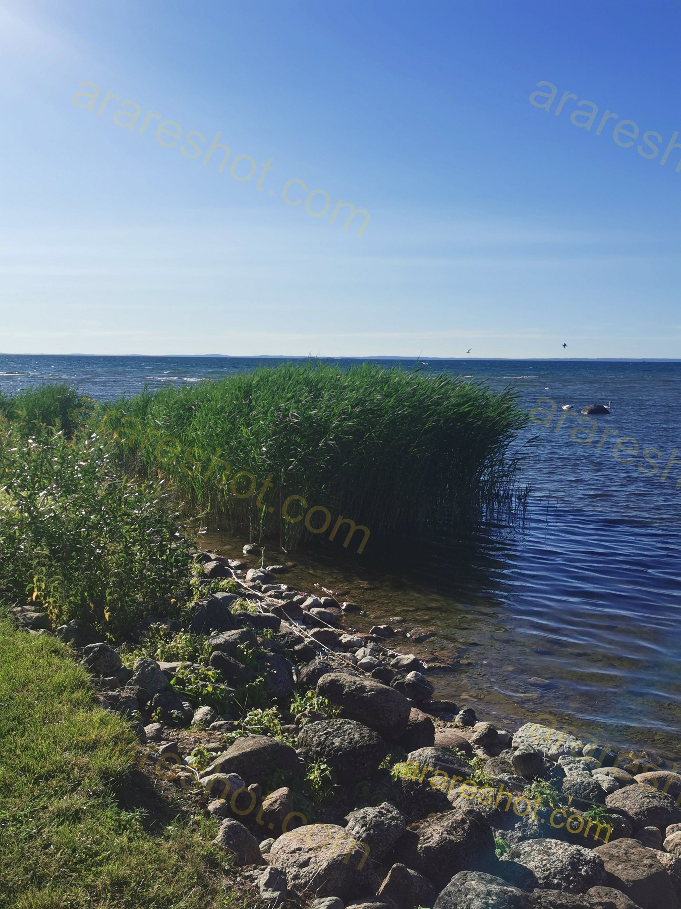 Shoreline with Rocks and Tall Grass Beside Water