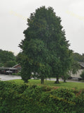 Large Green Tree in Residential Area