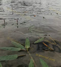 Aquatic Plants in Shallow Water