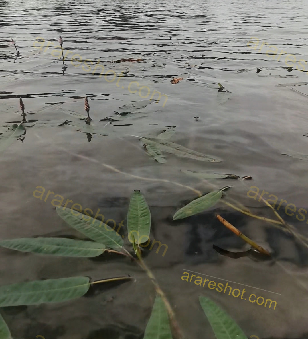 Aquatic Plants in Shallow Water