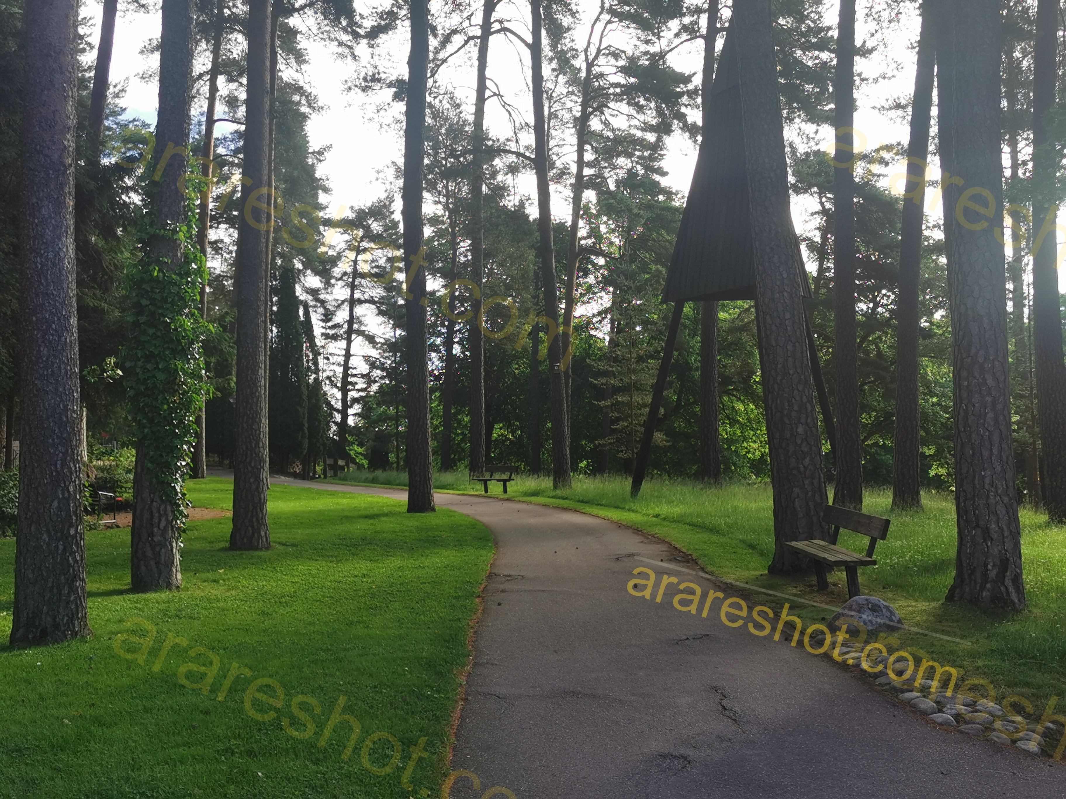 Paved Path with Benches among Trees in Park