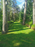 Green Park Path with Tall Trees and Birdhouse