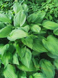 Green Hostas Leaves Cluster