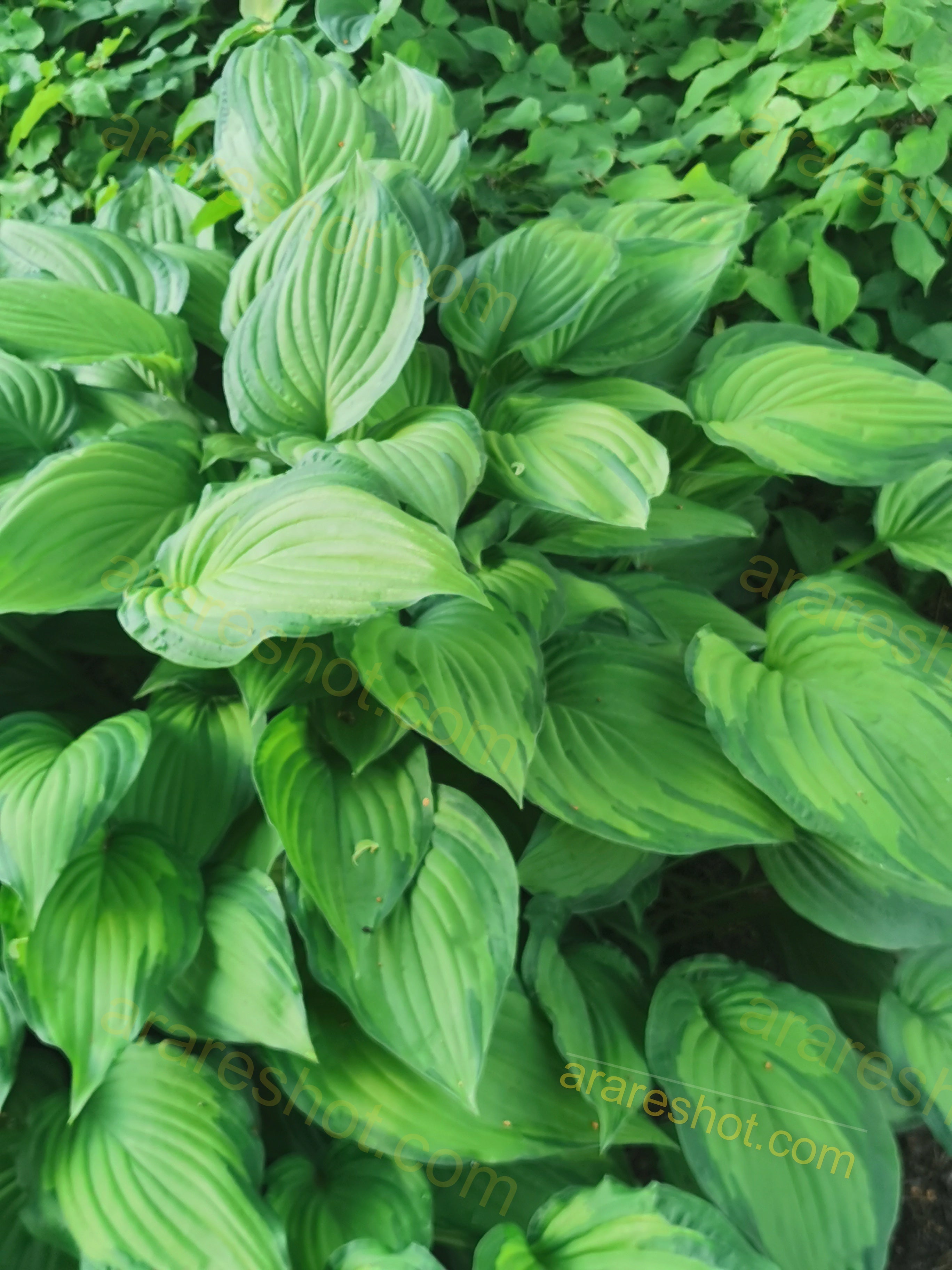 Green Hostas Leaves Cluster