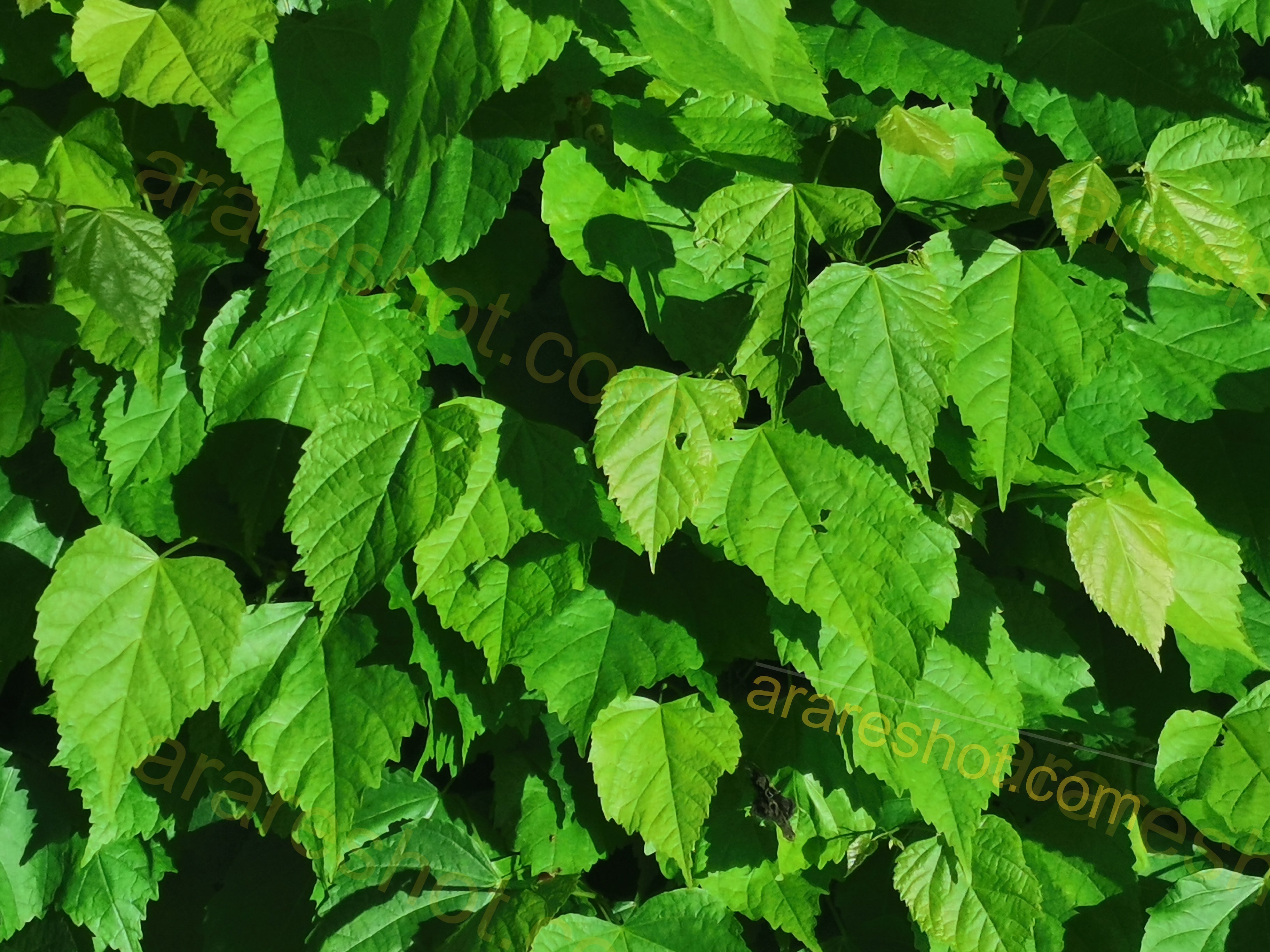 Green Leaves Cluster