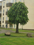 Small Tree with Green Leaves on Grass Lawn