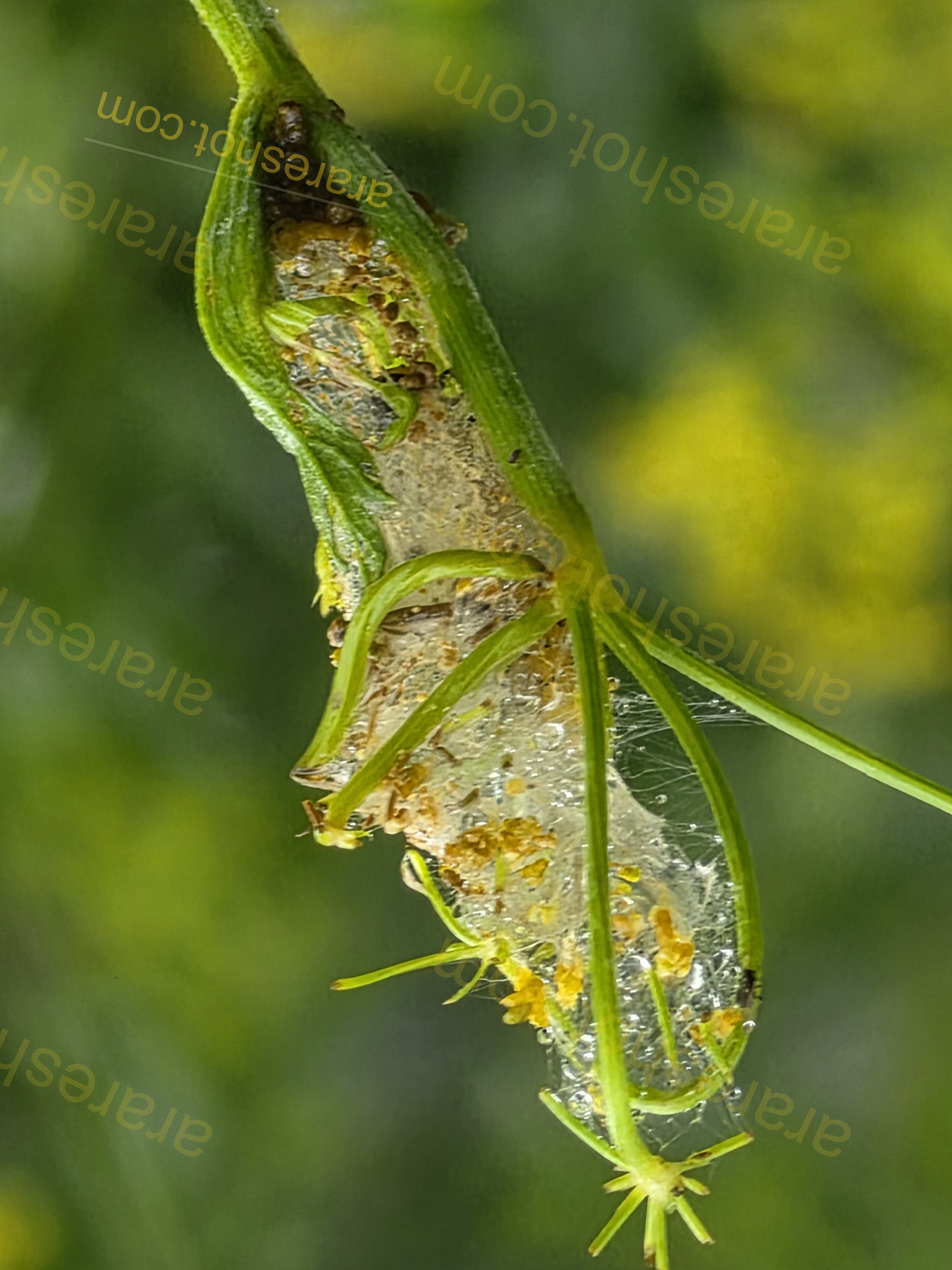 Green Plant Stem with Web and Water Droplets