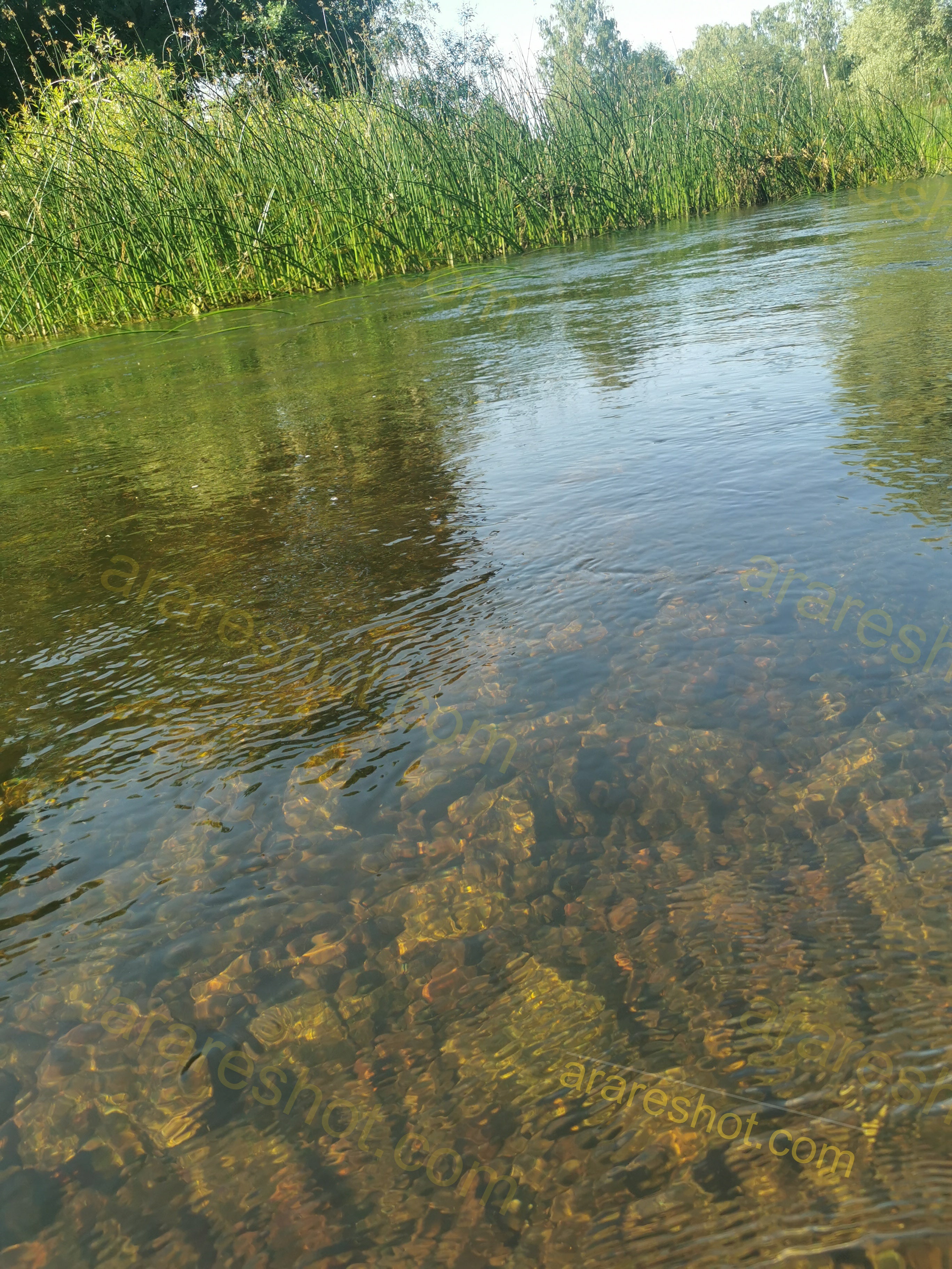 Shallow River with Clear Water and Green Reeds