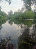 River with Green Trees and Lilies