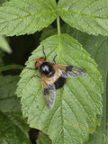 Close-up of Hoverfly on Green Leaf