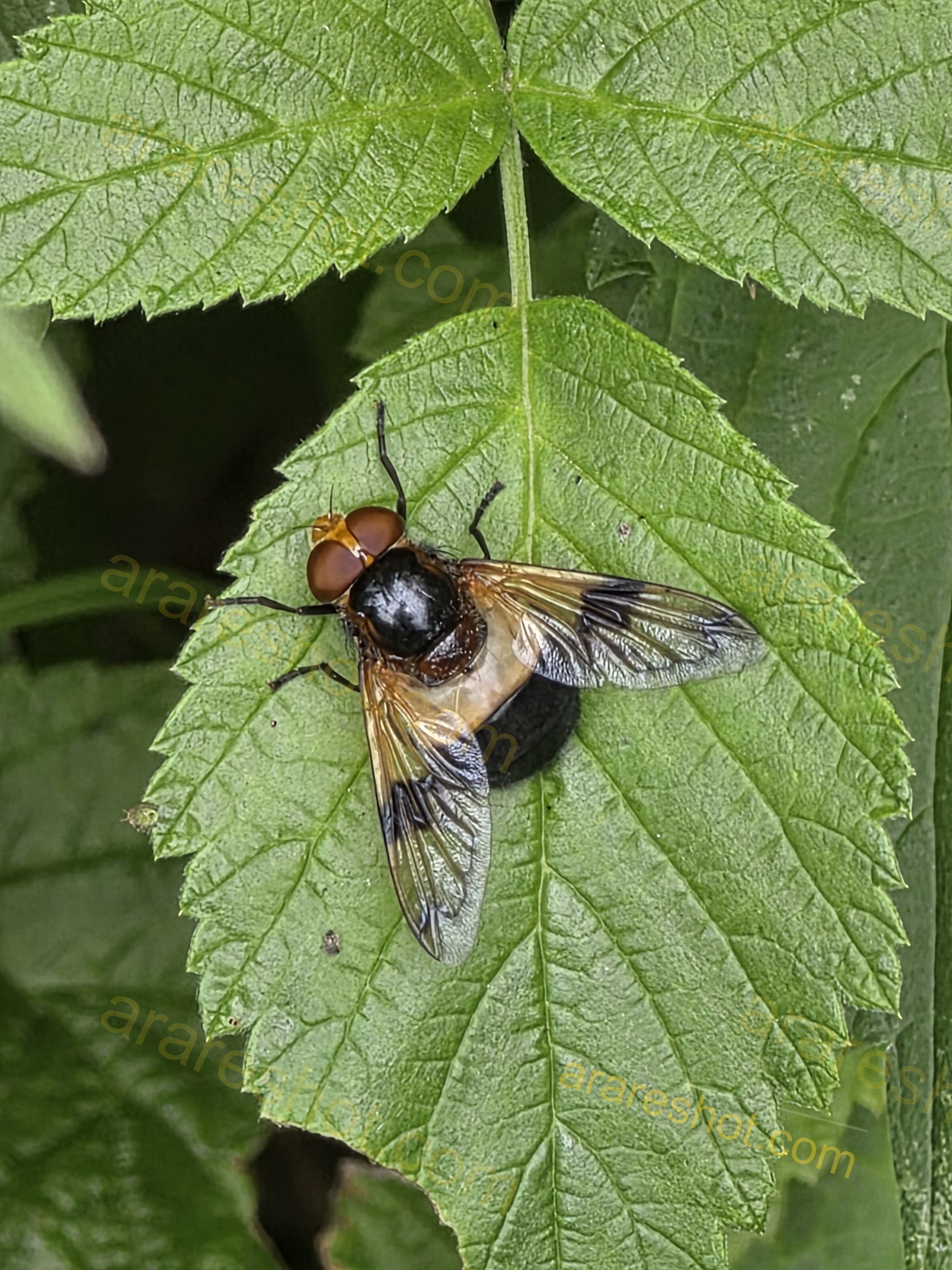 Close-up of Hoverfly on Green Leaf