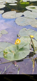 Green Lily Pads with Yellow Flowers on Water