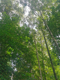 Tall Birch Trees with Lush Green Foliage in Sunlit Forest