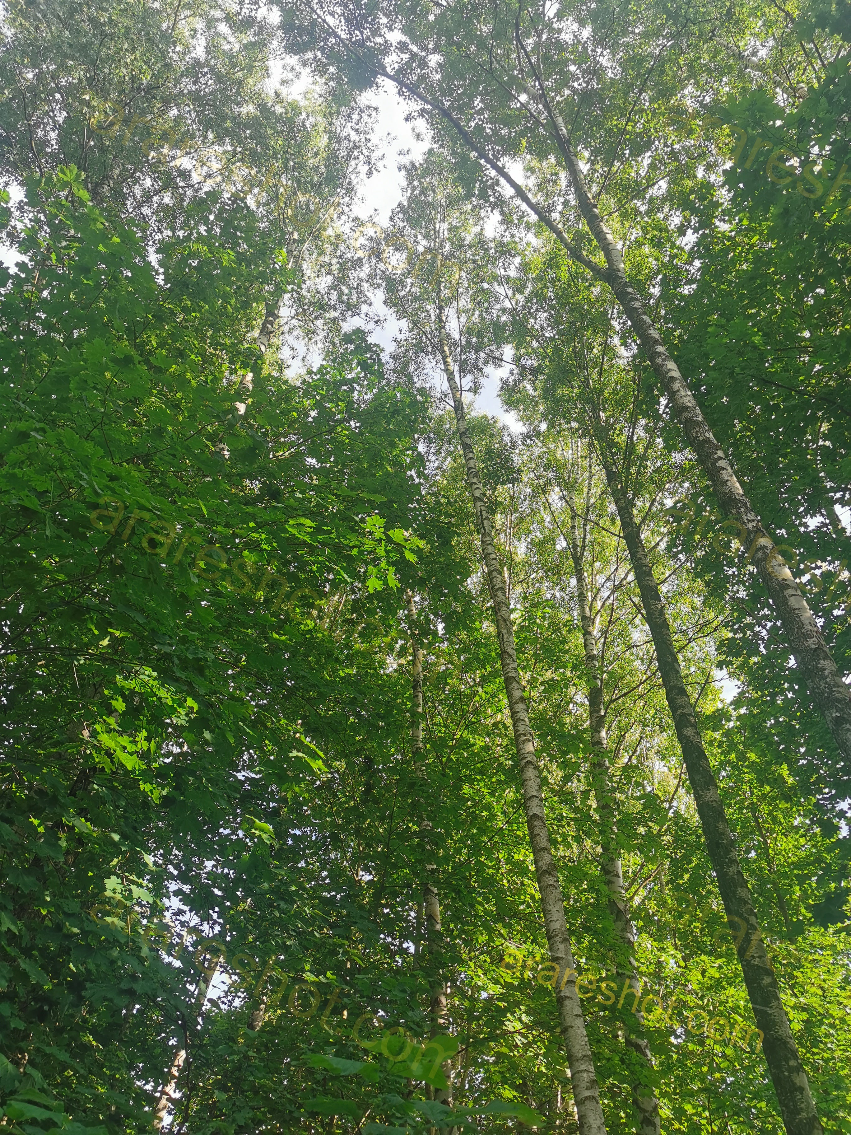 Tall Birch Trees with Lush Green Foliage in Sunlit Forest