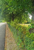 Sidewalk with Green Trees and Wire Fence