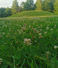 Green Grass Field with White Clover Flowers