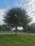 Lush Green Tree Centered in Urban Park with Scenic Sky