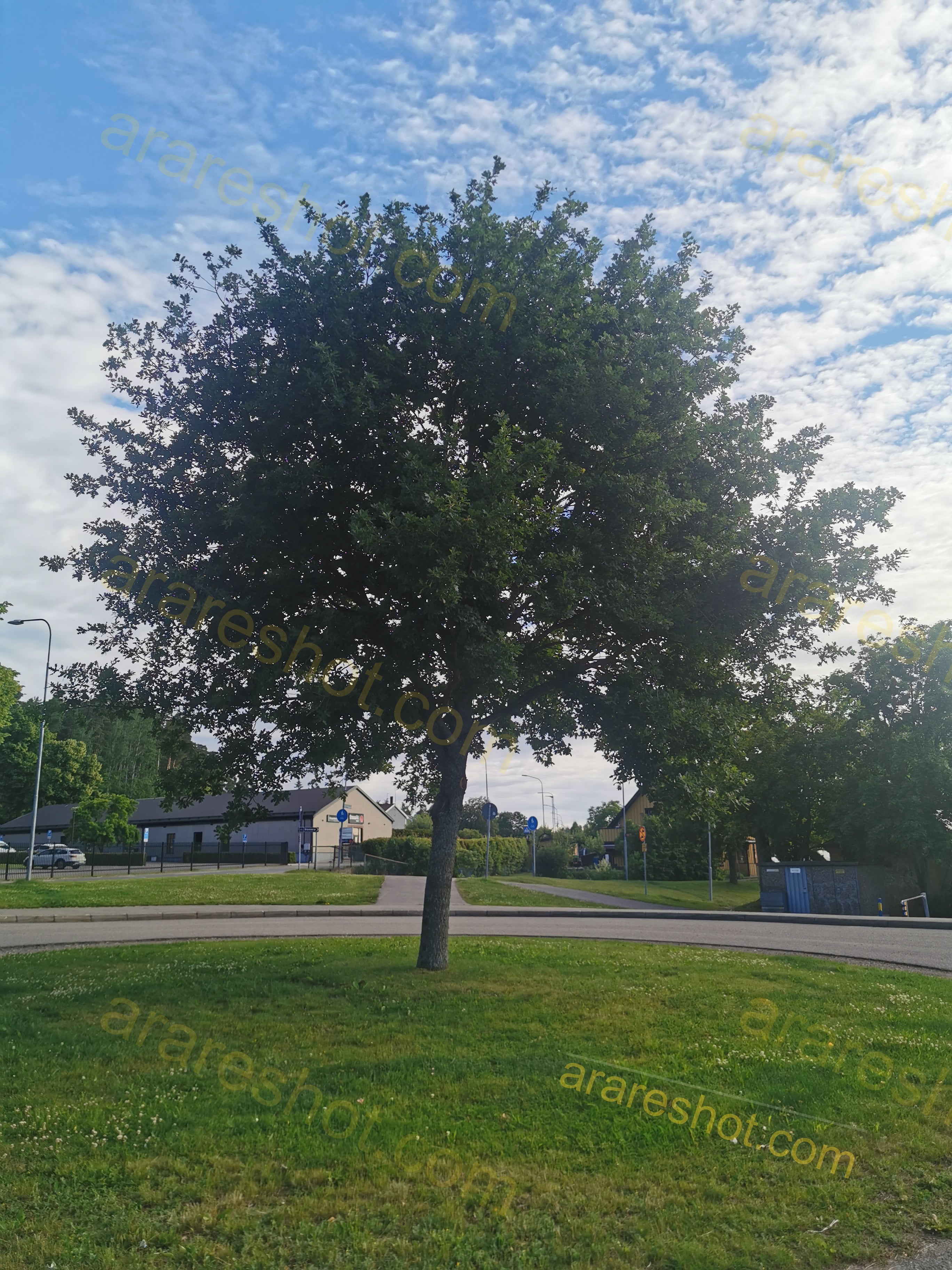 Lush Green Tree Centered in Urban Park with Scenic Sky
