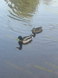 Two Ducks Swimming in Water