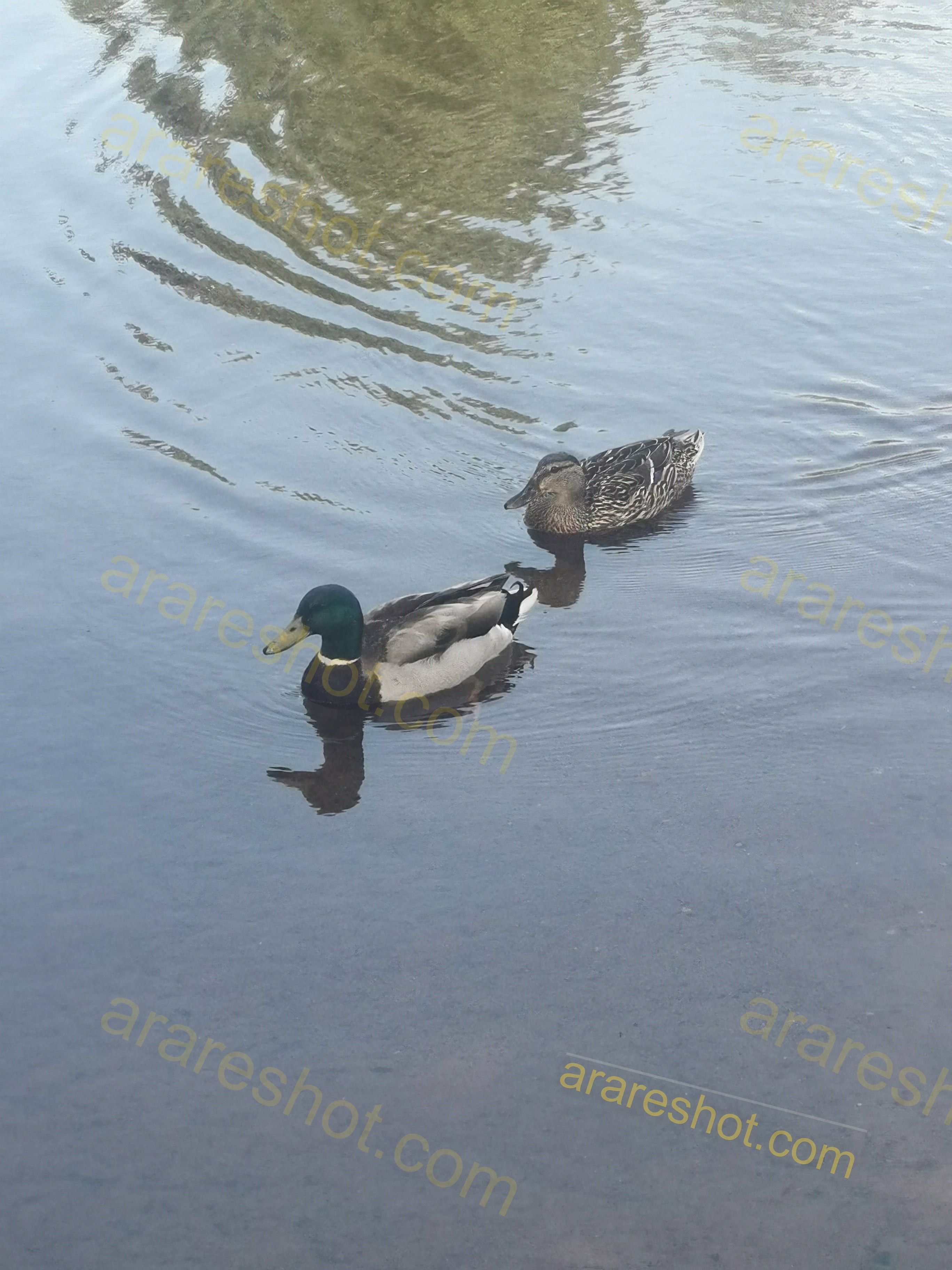 Two Ducks Swimming in Water