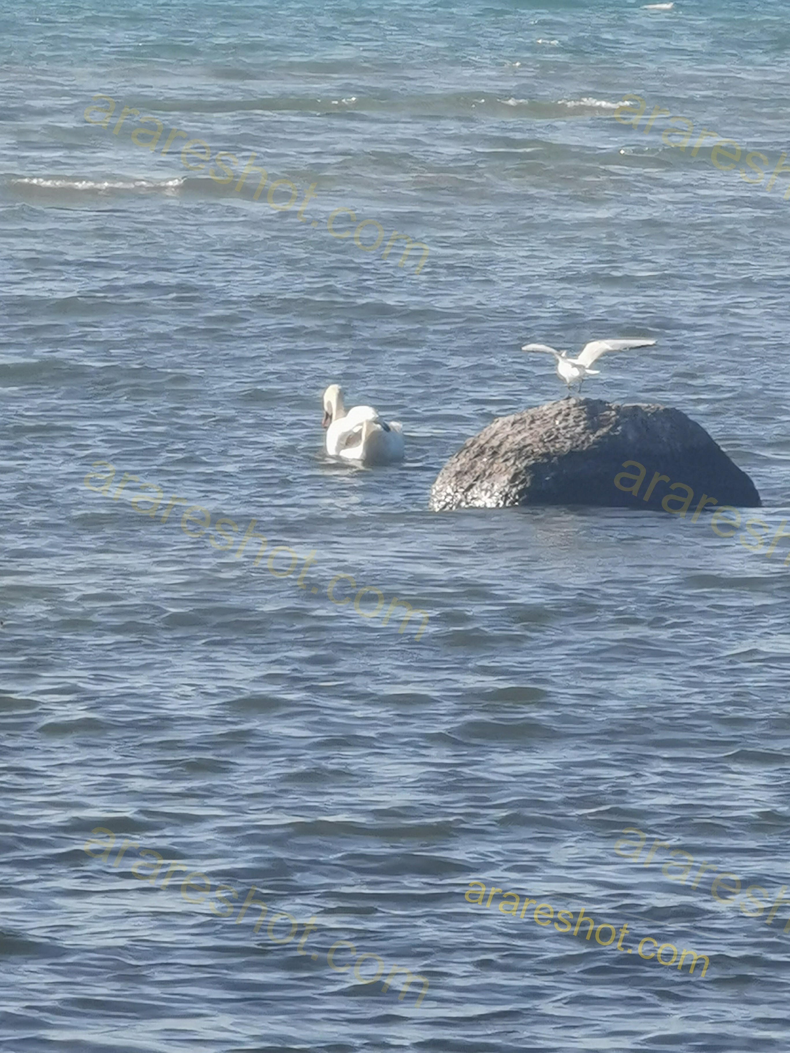 White Swan Swimming Near Rock with White Bird