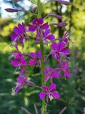 Purple Flowers on Green Stem
