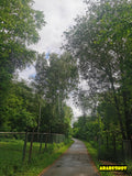 Lush Green Trees and Roundabout Under Cloudy Sky