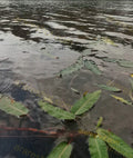 Green Leaves Floating on Water Surface