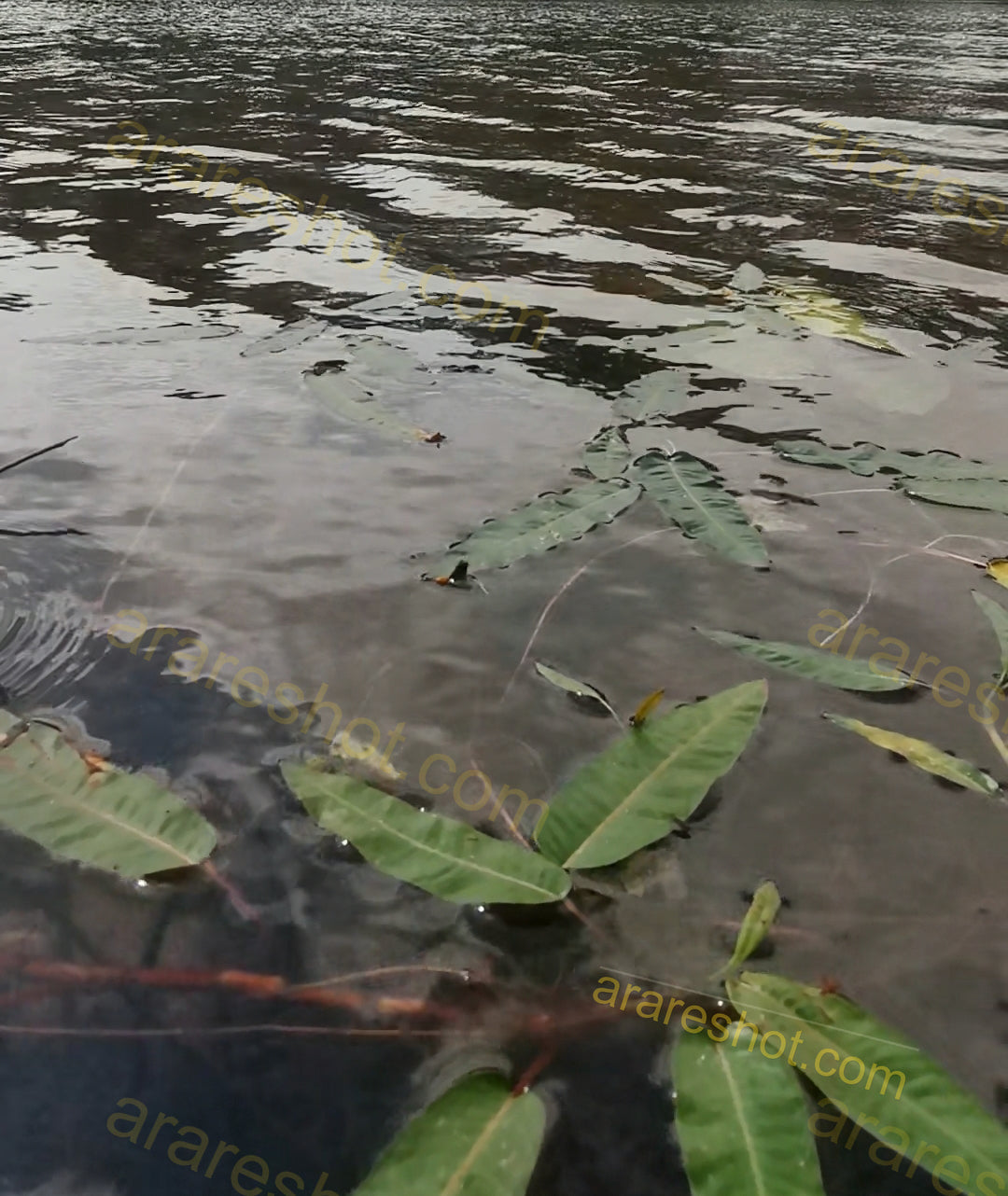 Green Leaves Floating on Water Surface