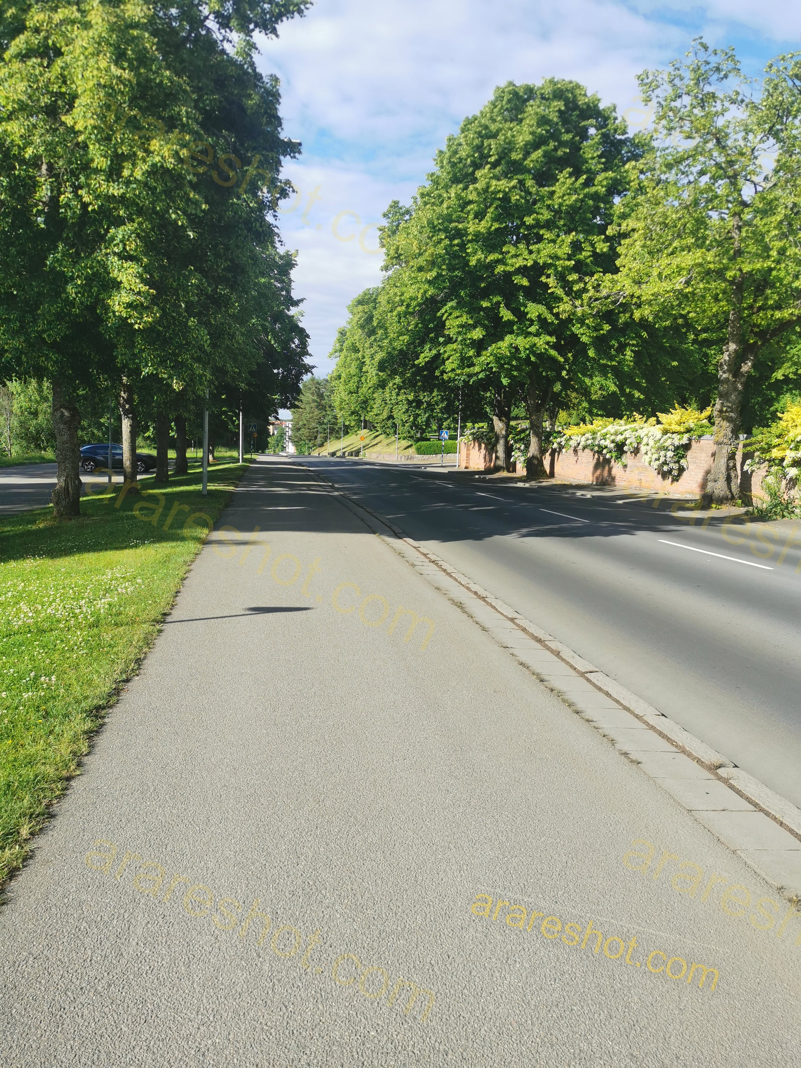 Tree-lined Street with Sidewalk and Grass