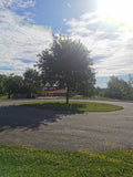 Single Tree on Roundabout with Road and Grass